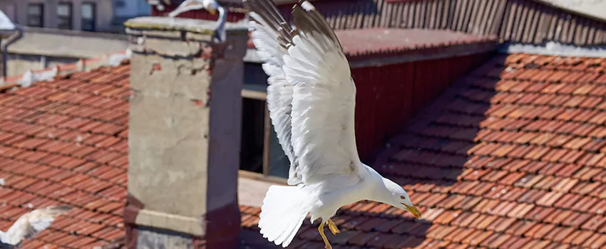 Residential Chimney Animal Removal Solution in North Canton, OH